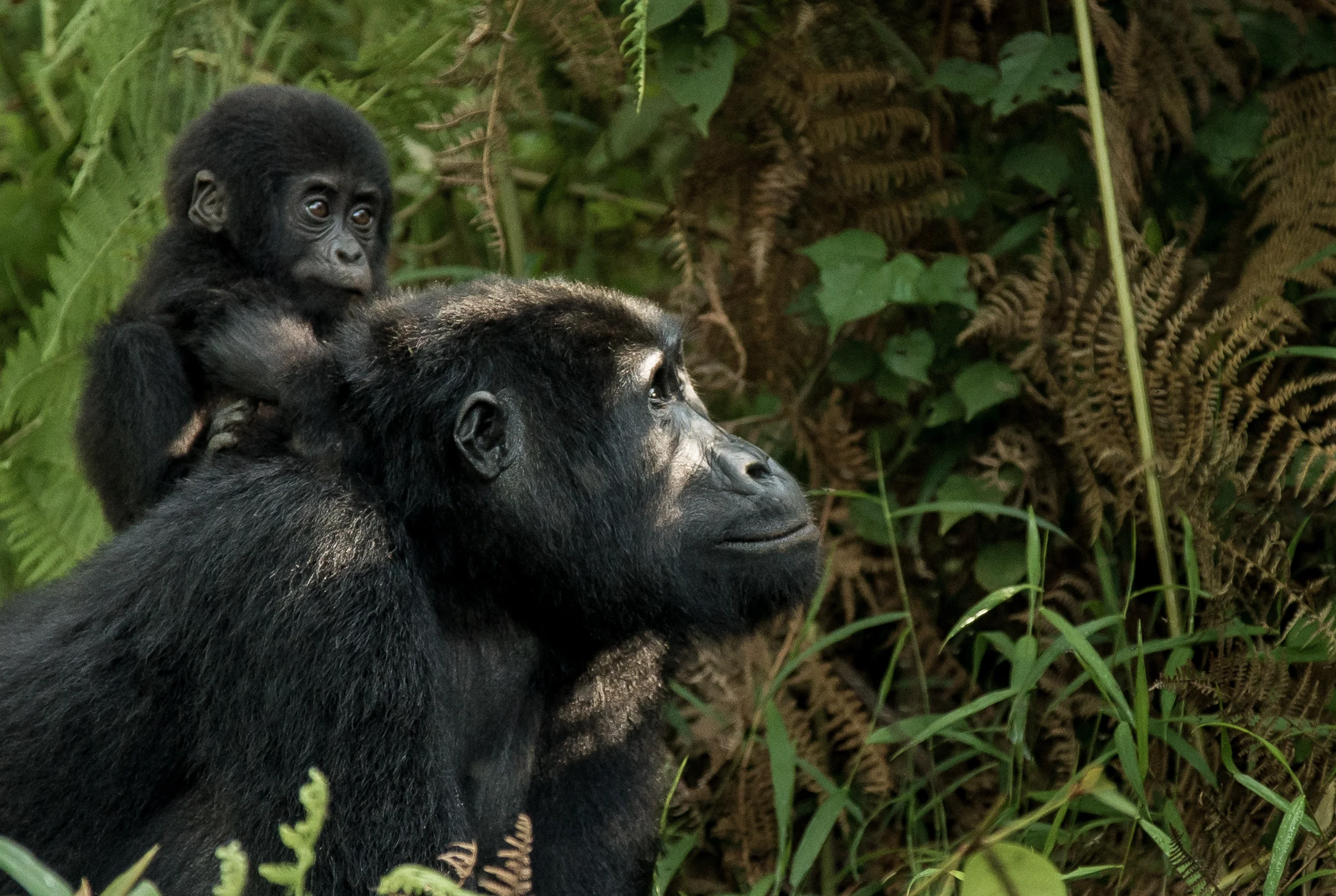 Gorilla-MotherANDChild-A.jpg