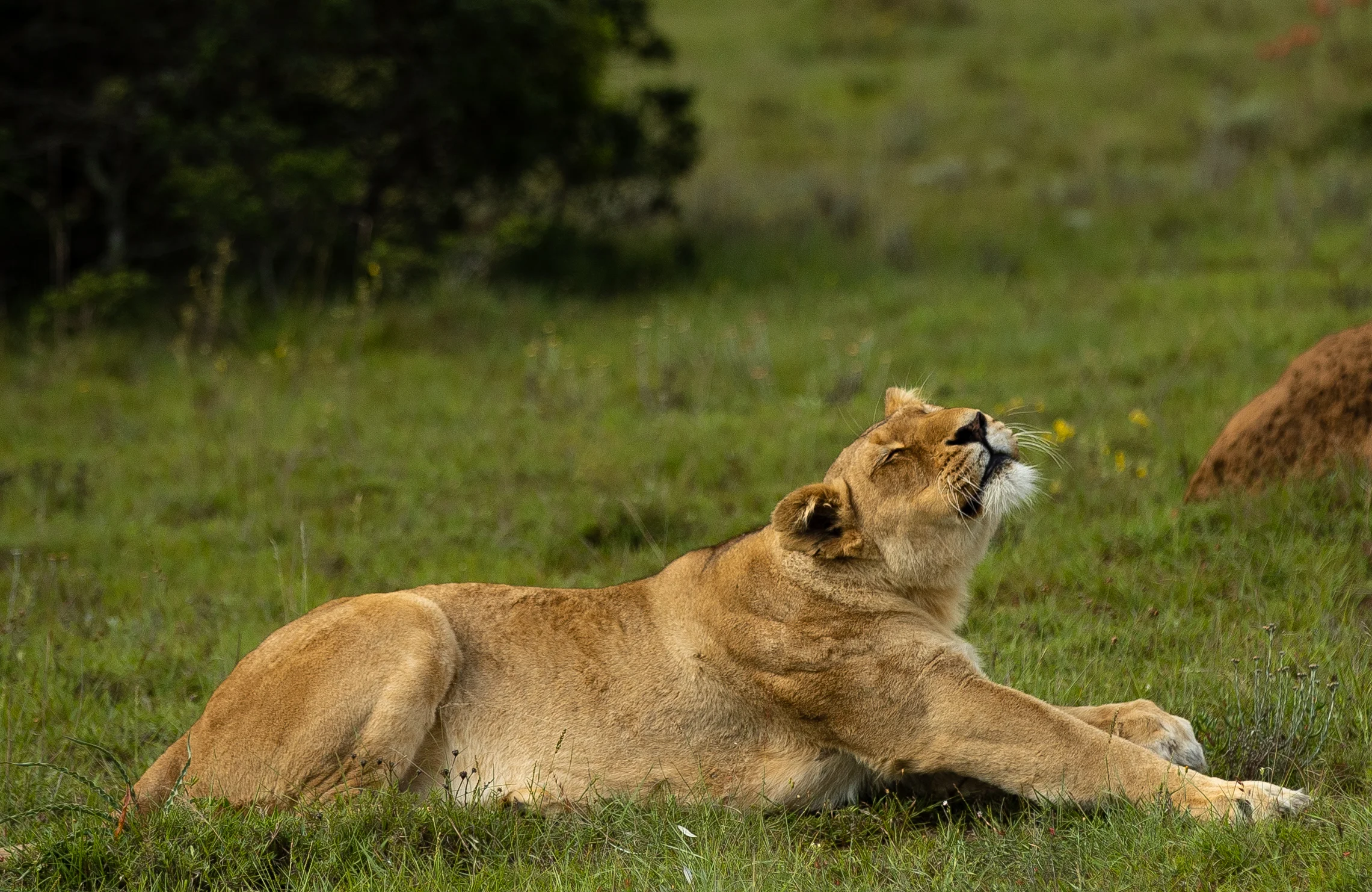 A female lioness enjoying a stretch at Schotia Safari Private Game Reserve.