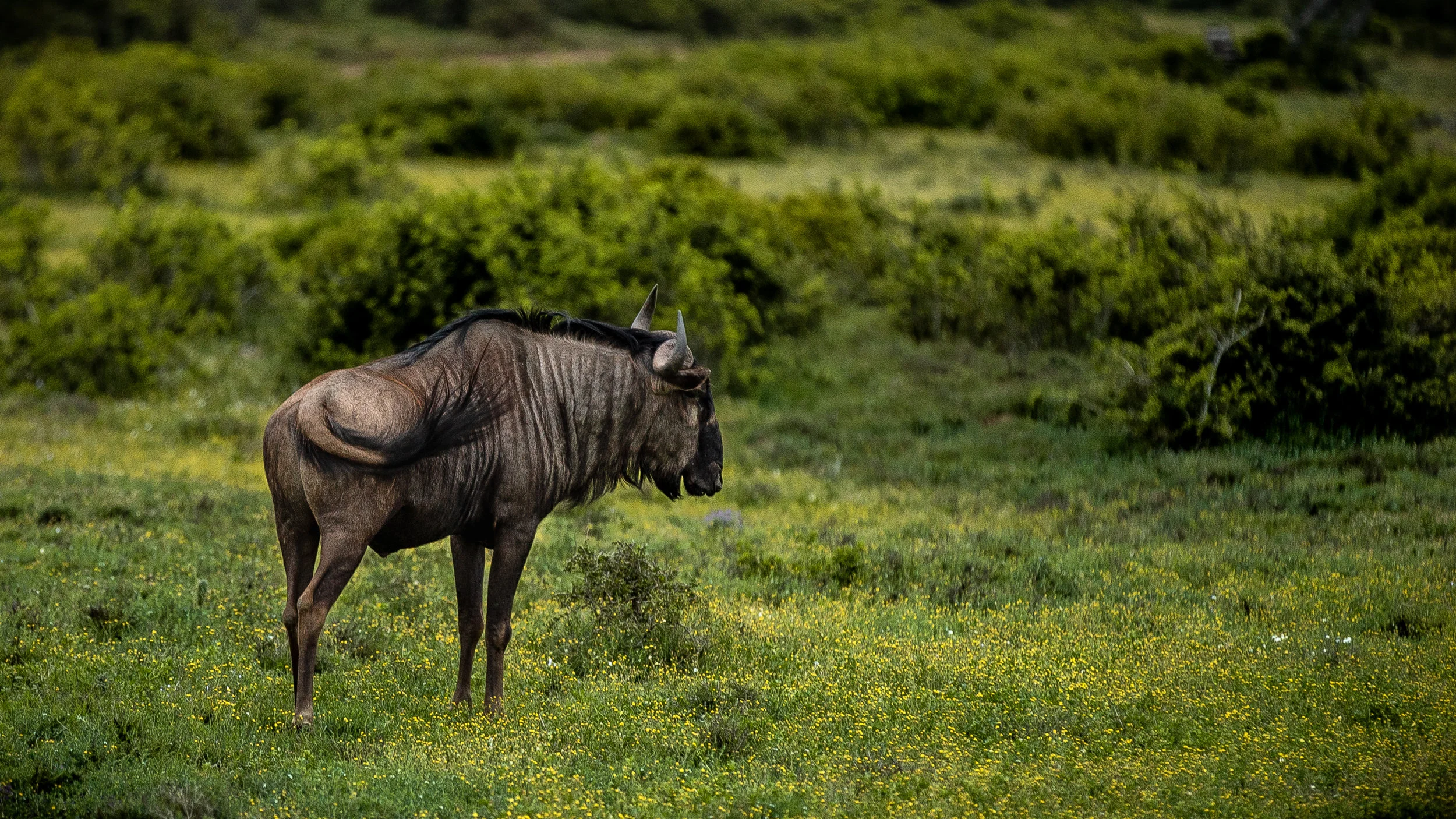Male Wildebeest standing alone far away from the rest of the herd.