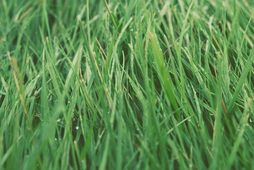 grass.jpg