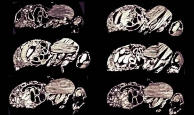 Drosophila yakuba tissue sections stained with a lipophilic dye.
