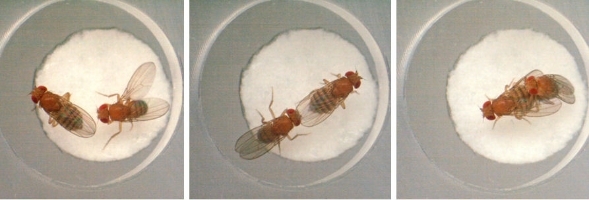 flies.jpg