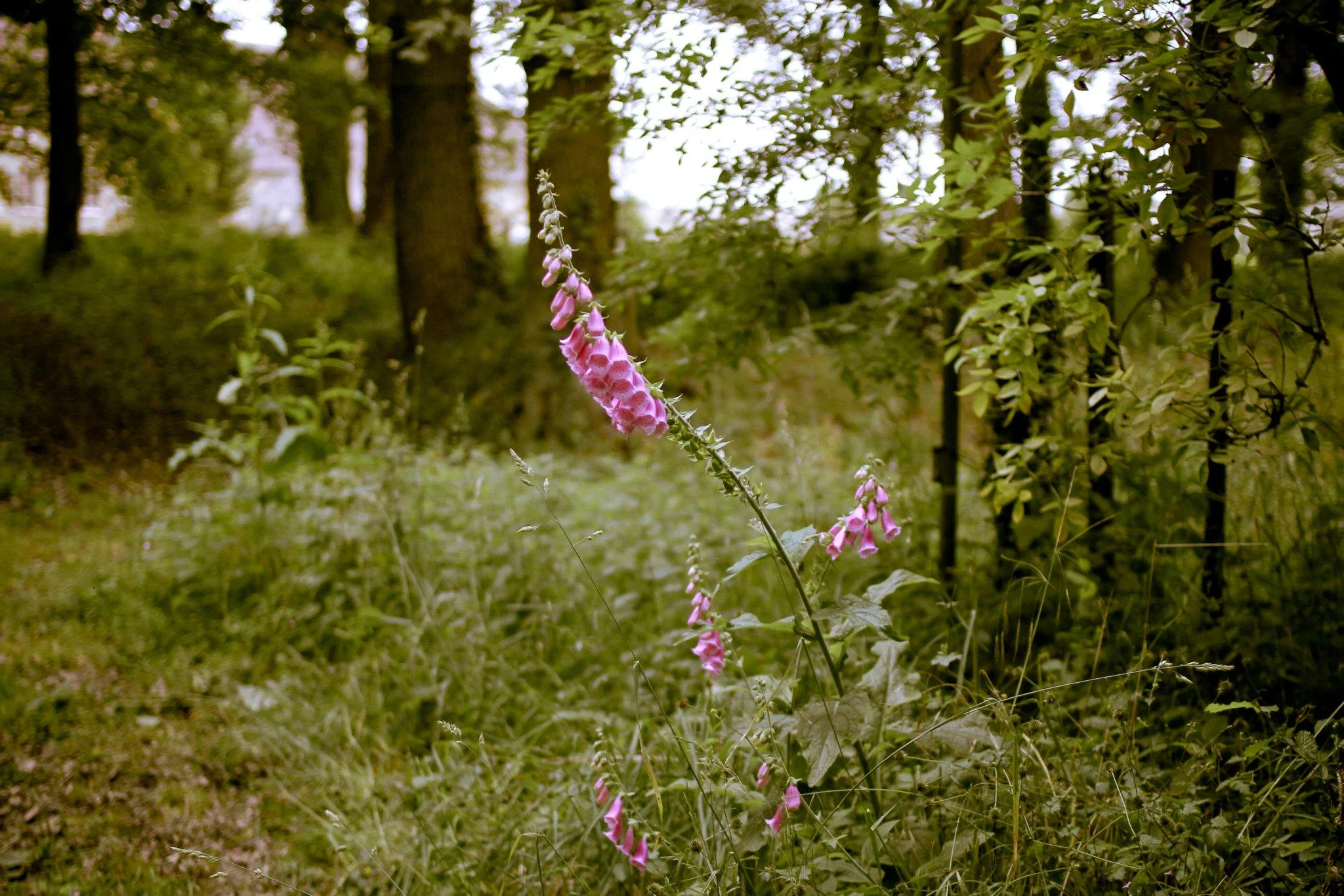 Les jardins de cocagne