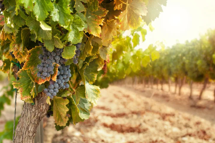 vineyard.jpg