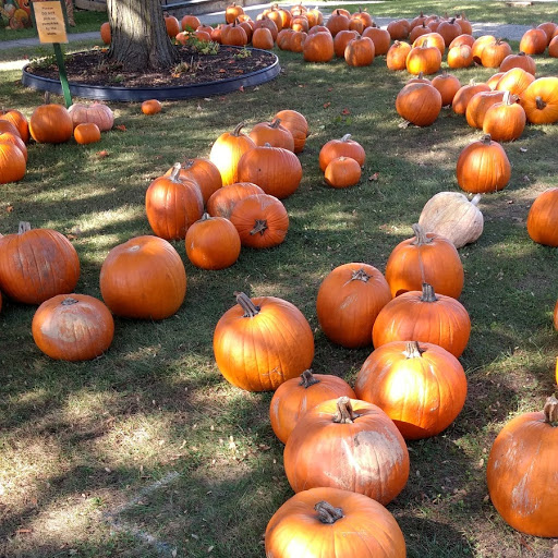 Pumpkins Smolin.jpg