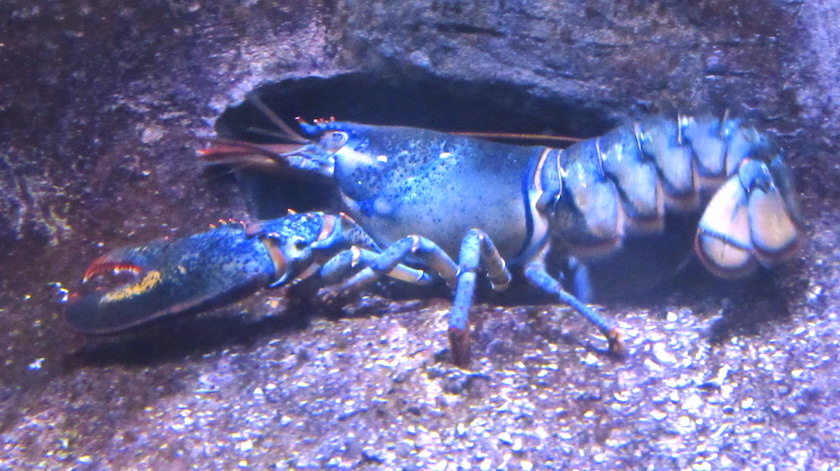 06 lobster.JPG