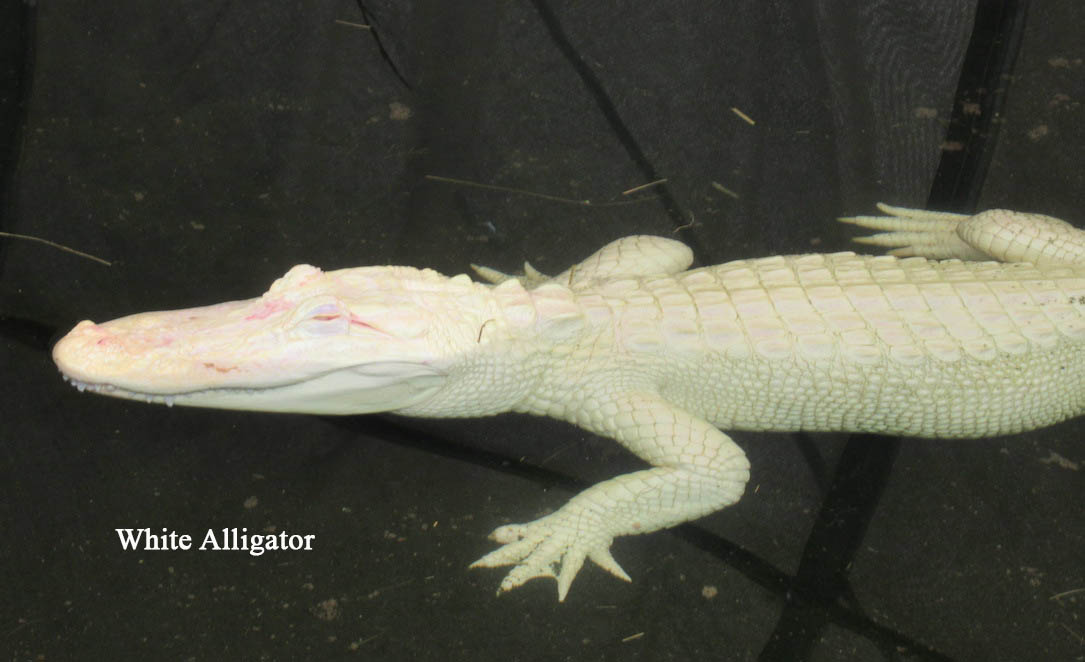 15 white alligator.JPG