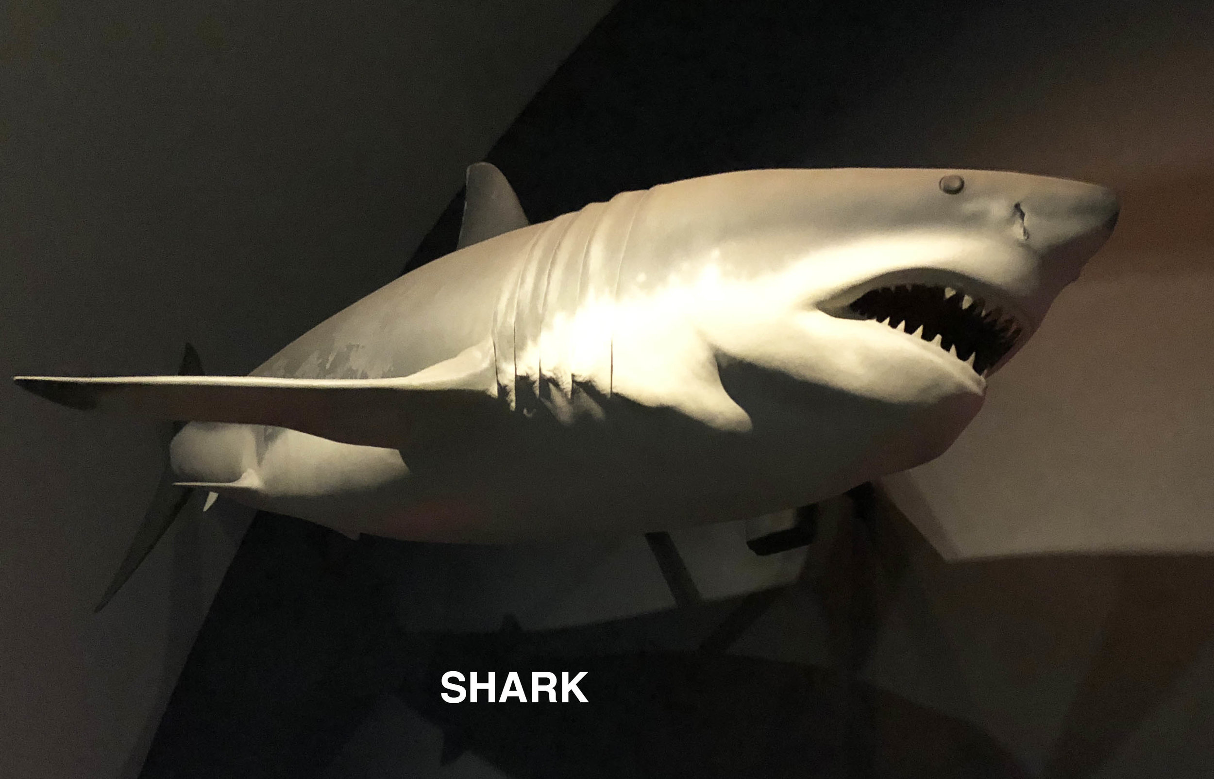 Shark.jpg