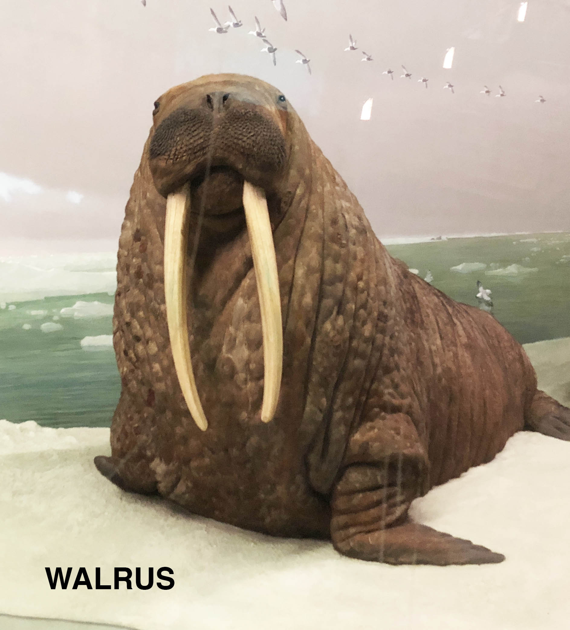 Walrus.jpg