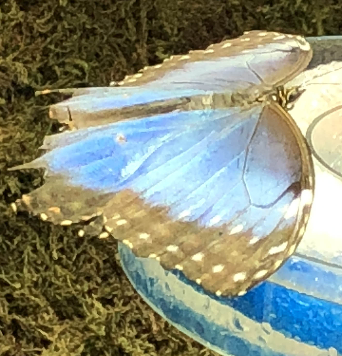 butterfly 6 71.jpg