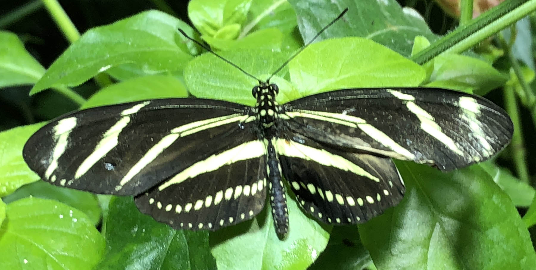 butterfly 8 74.jpg