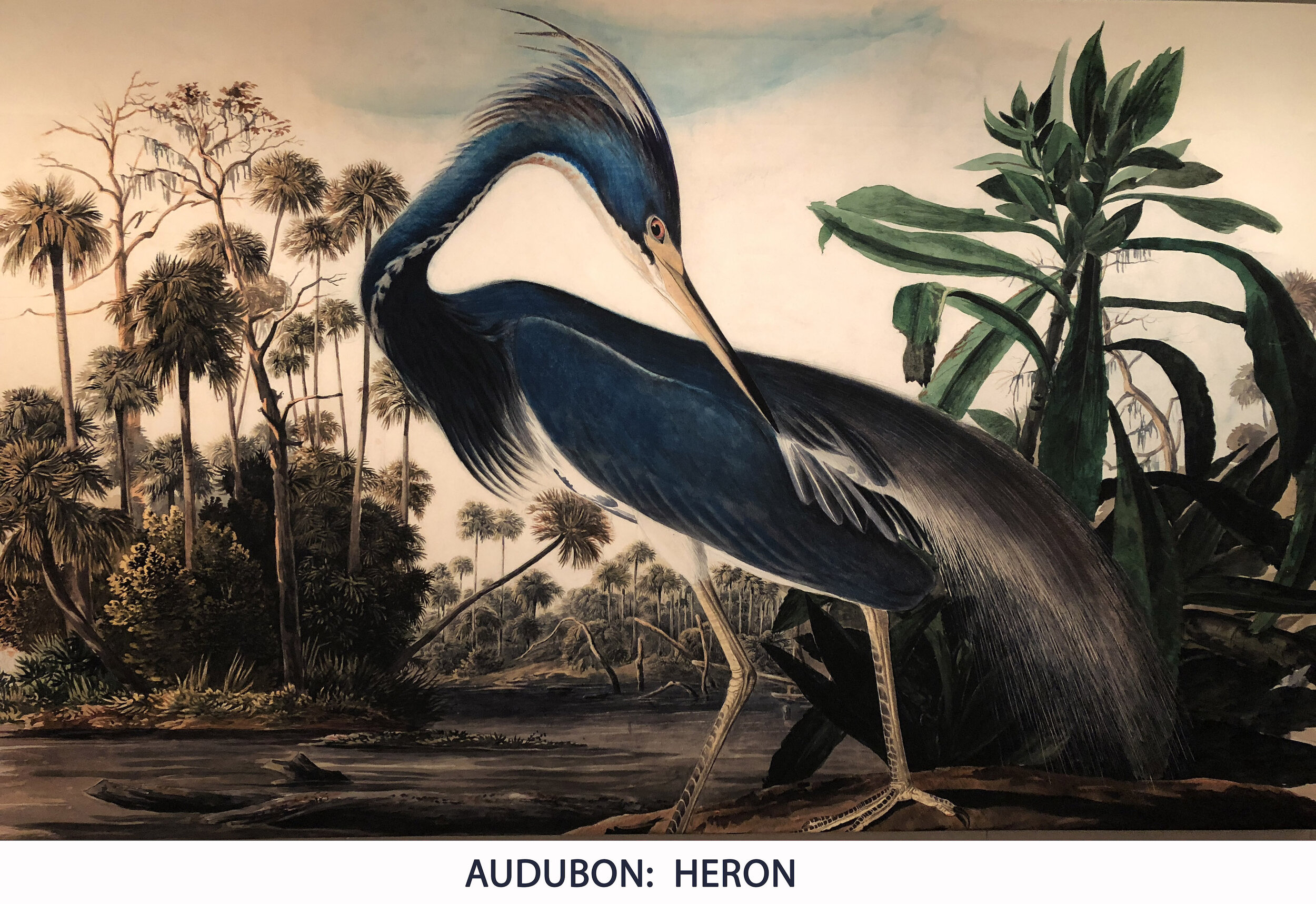 Audubon Heron.JPG