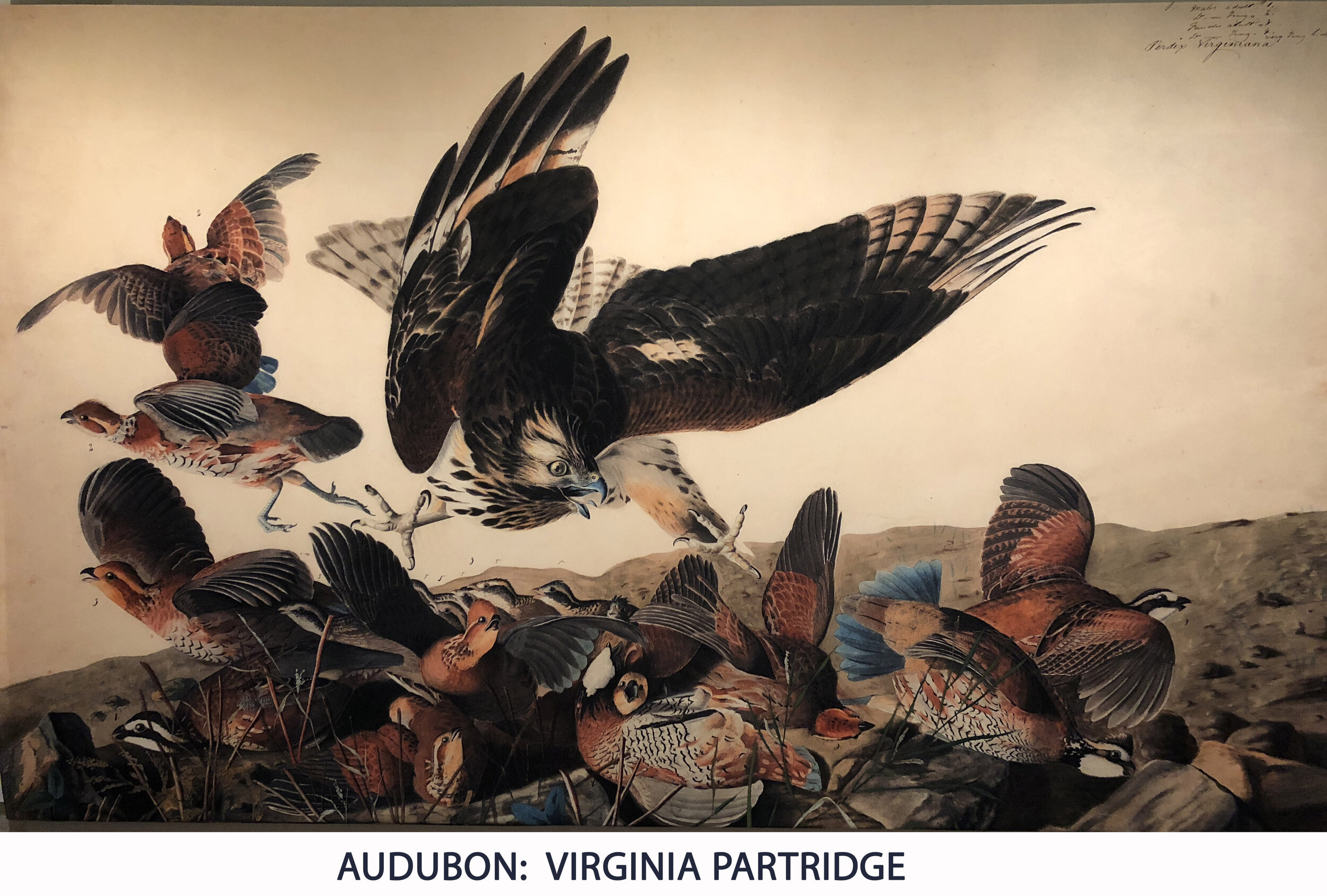 Audubon - Virginia Partridge.JPG