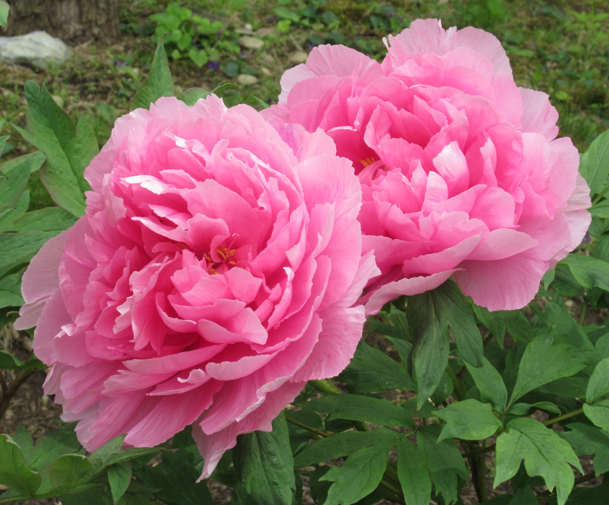peony 10.JPG
