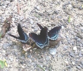 Red-spotted Purple Butterflies in Rockefeller Park