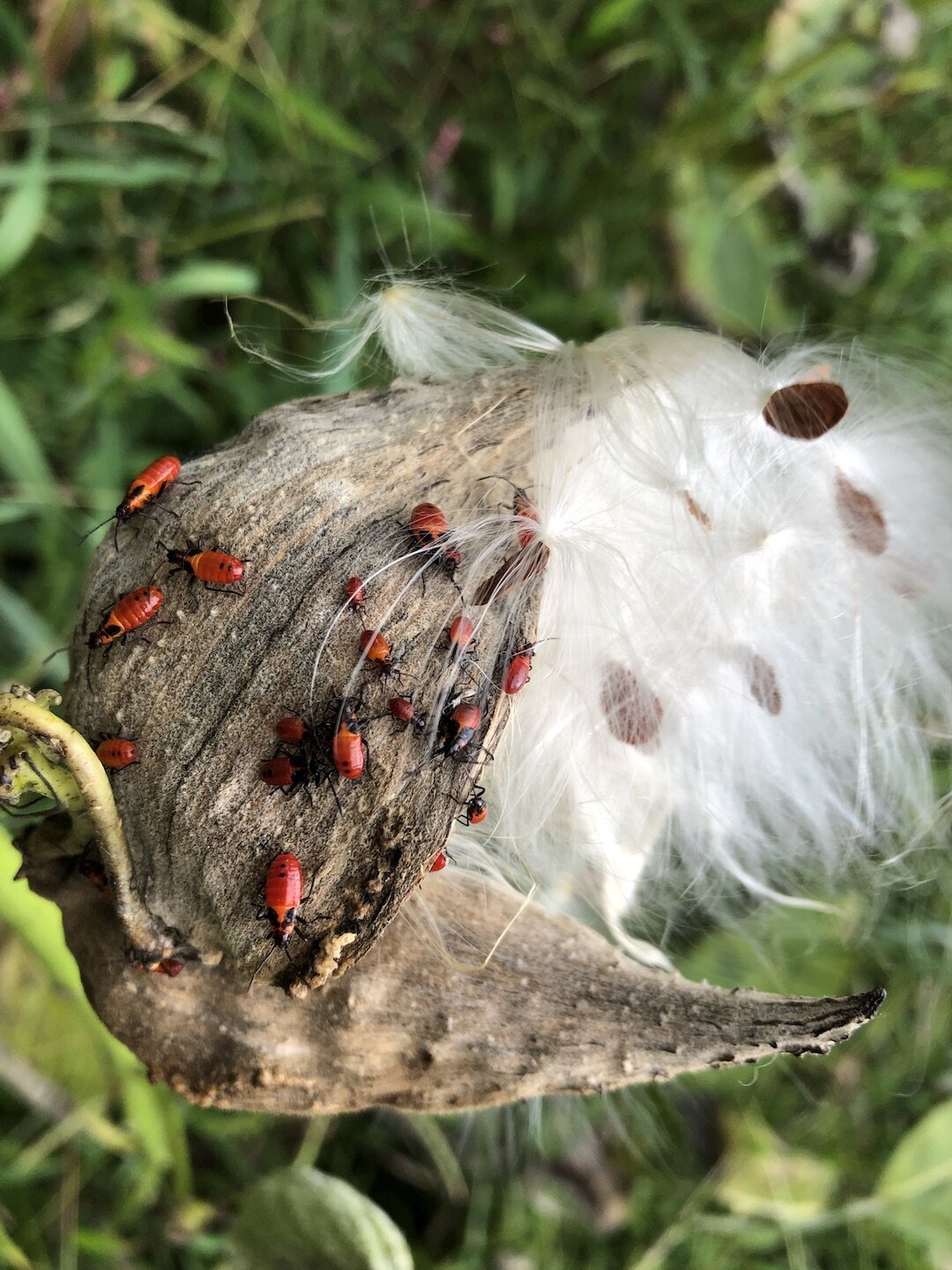 Stonecrop Gardens 2 Milkweed.JPG