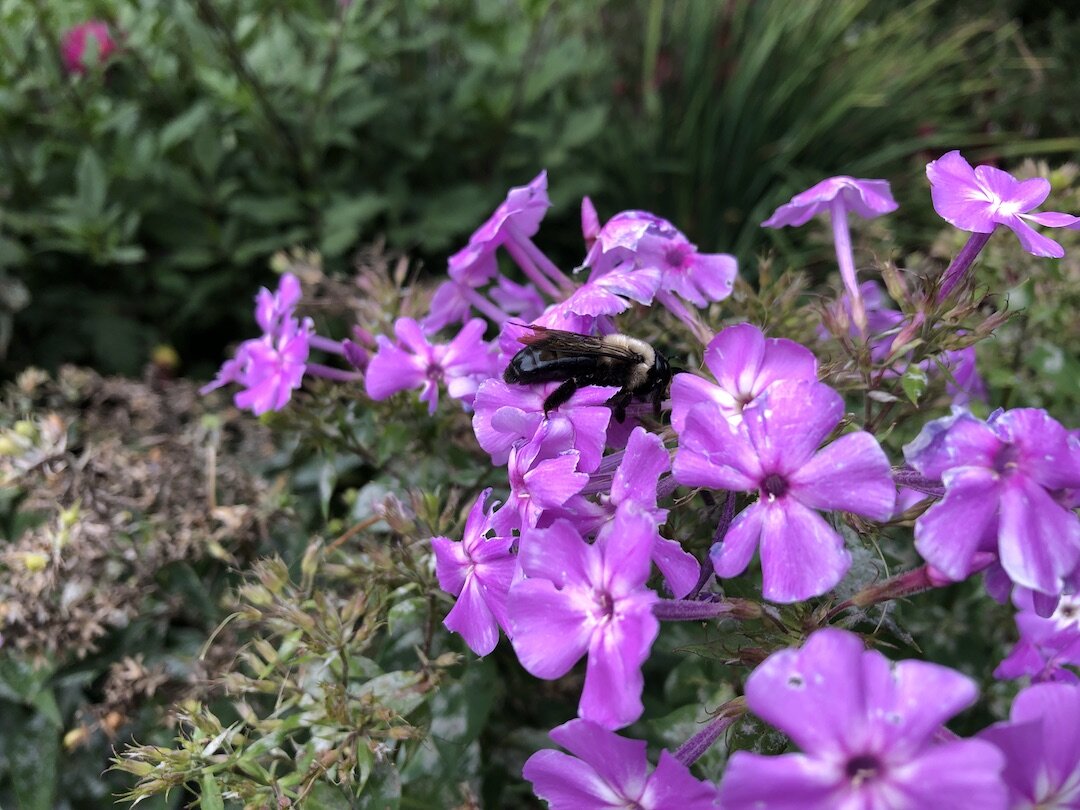 Stonecrop Gardens 9.JPG