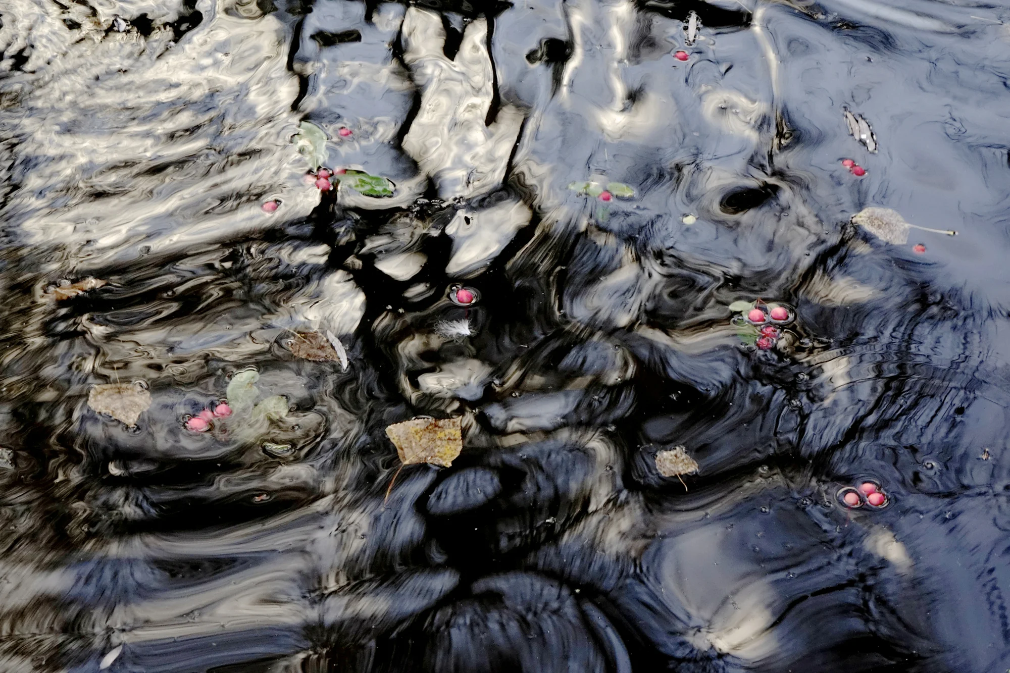berries-in-black-water.jpg