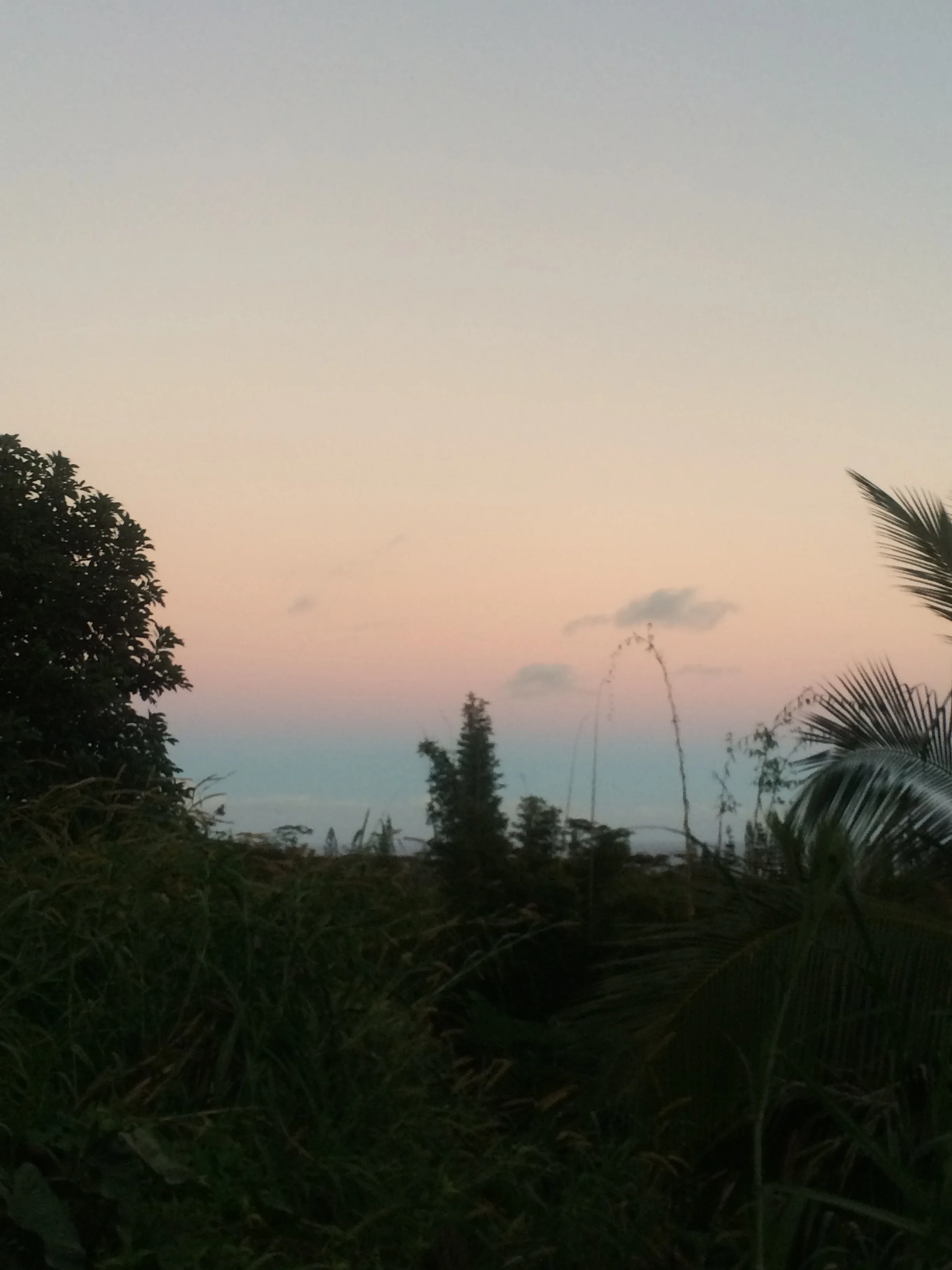 junglesunset.jpg