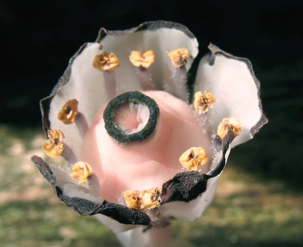 monotropa-uniflora-fl-mlovit-a.jpg