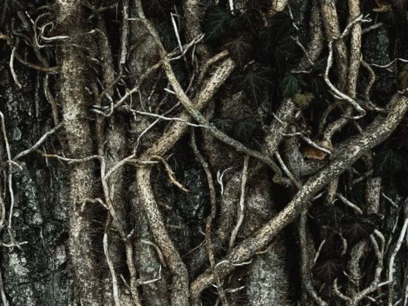 roots herbs herbalism rachelle robinett.jpg