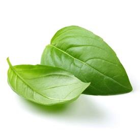 FLA-Basil_1_360x.jpg
