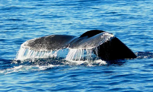 Cabo-San-Lucas-whale-watching.jpg