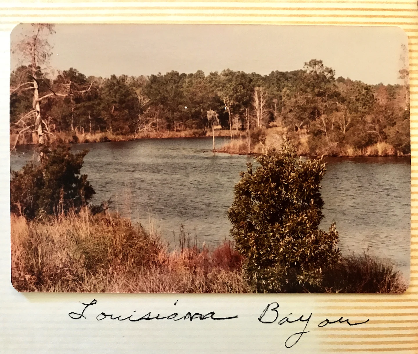 Louisiana Bayou, 2019