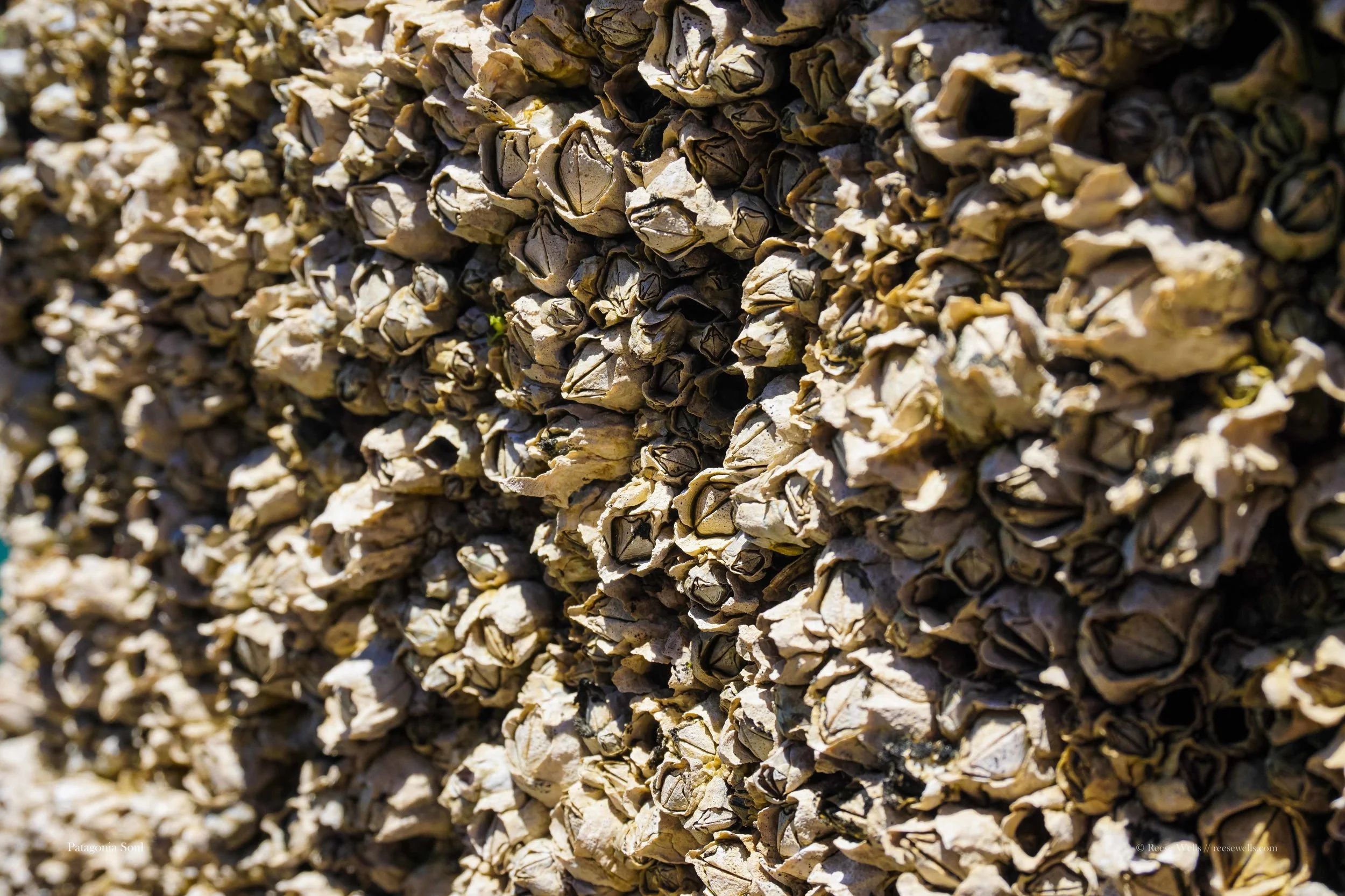Intertidal Organisms