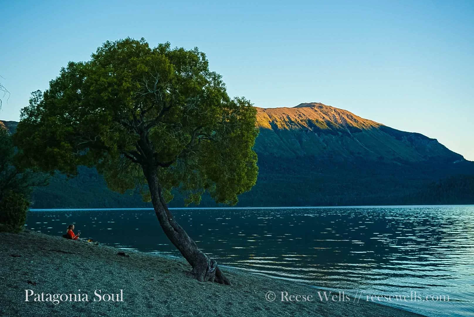 Lone Tree