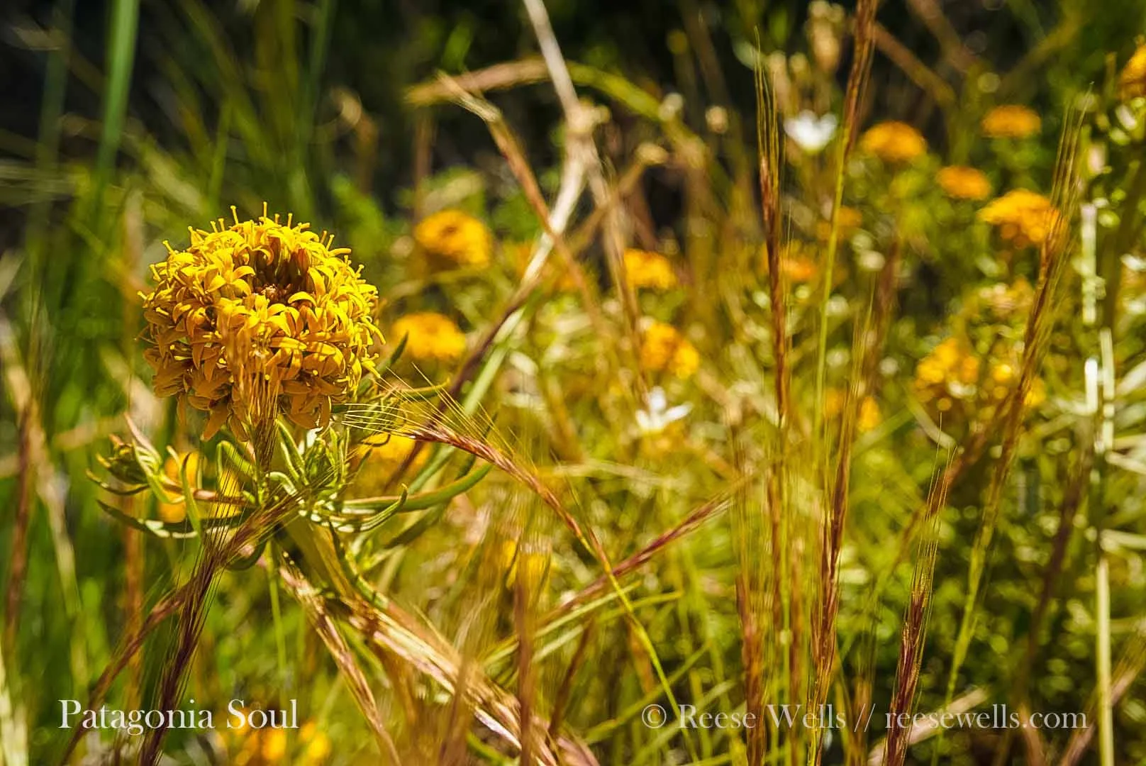 Yellow Flower