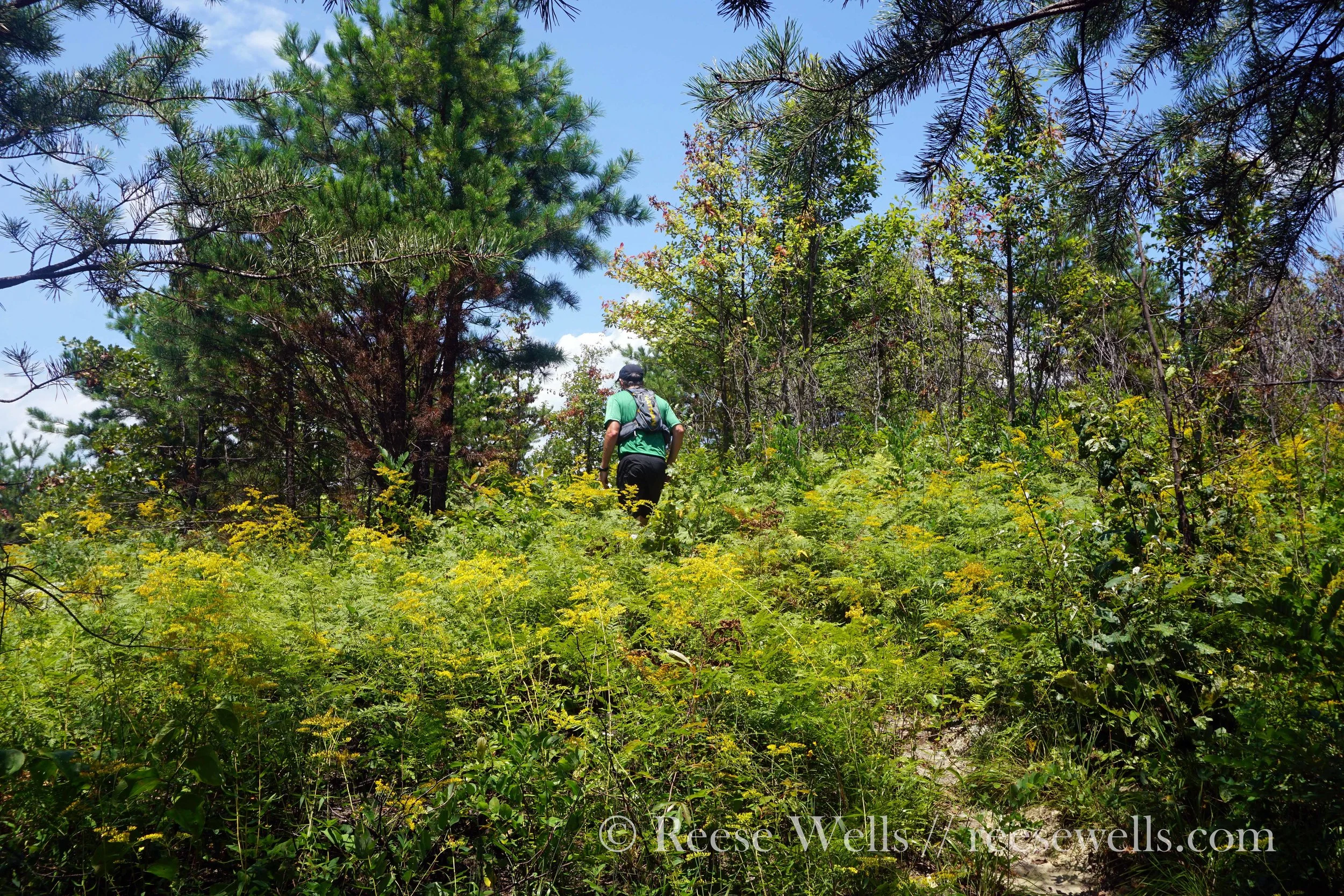 Exposed Wildflowers