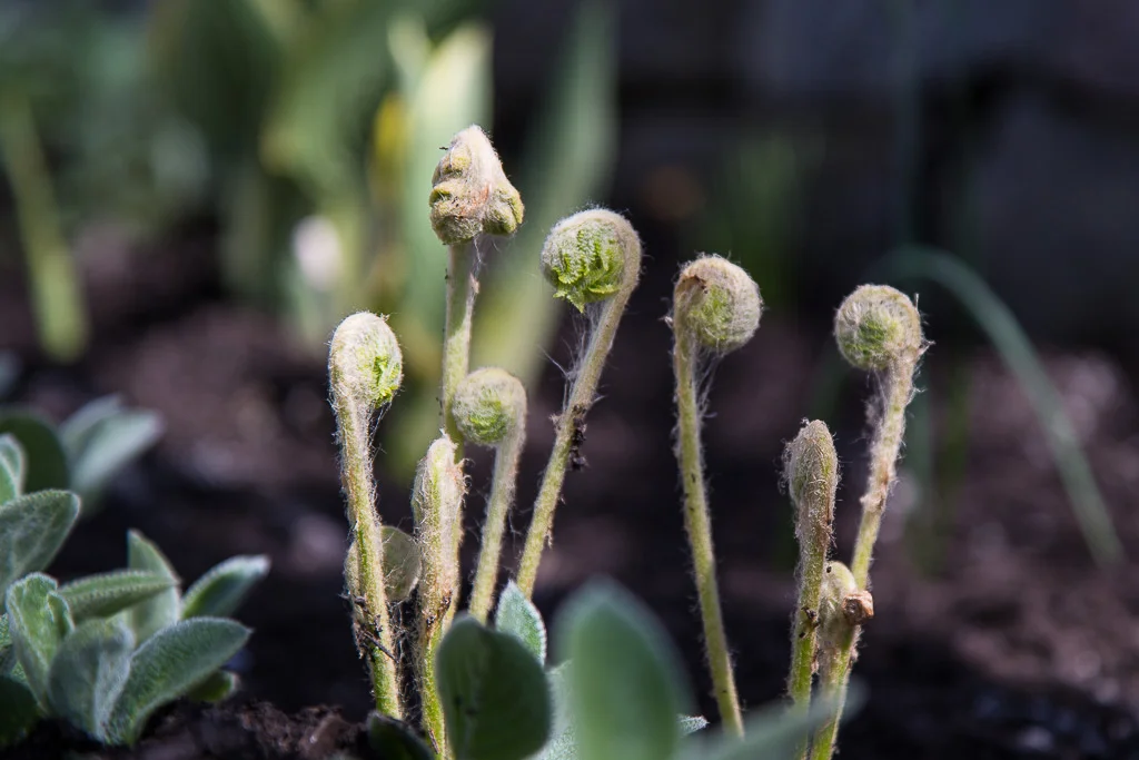 HELLO, SPRING