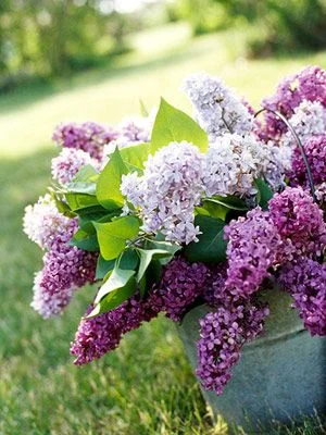 "LILACS ARE MAY IN ESSENCE"