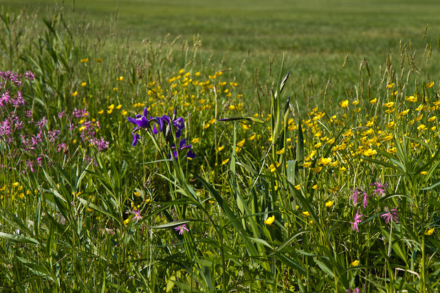 FLOWERS.jpg