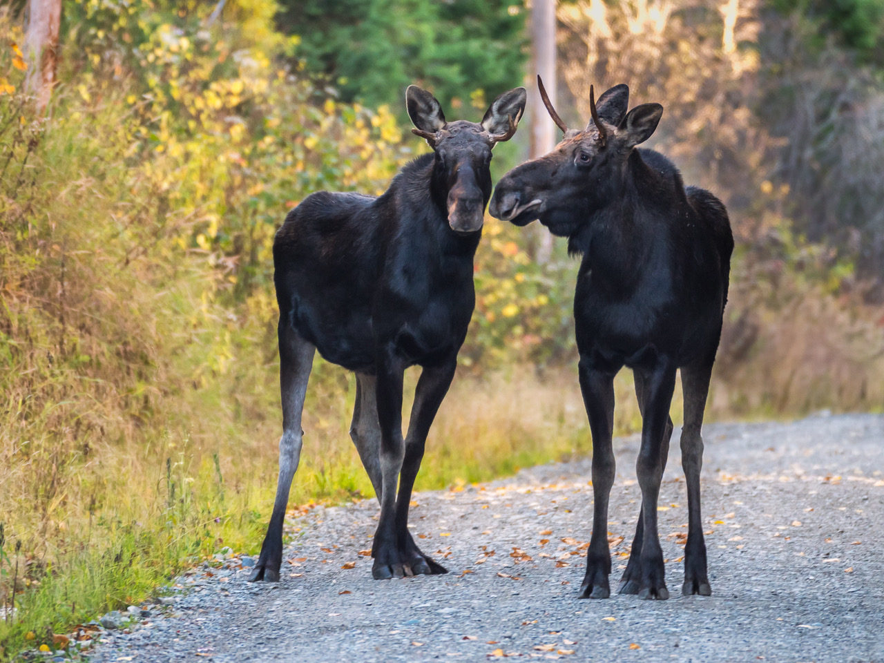 Moose Kennebago River Road 10-17-2017.jpeg