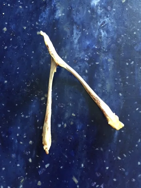 WISHBONE