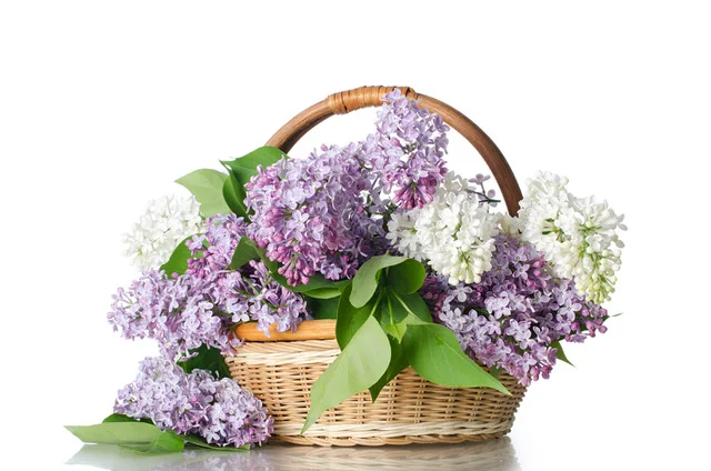 CONFESSIONS OF A LILAC THIEF