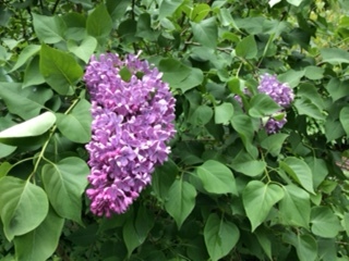 lilac3.jpeg