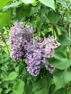 lilac1.jpeg