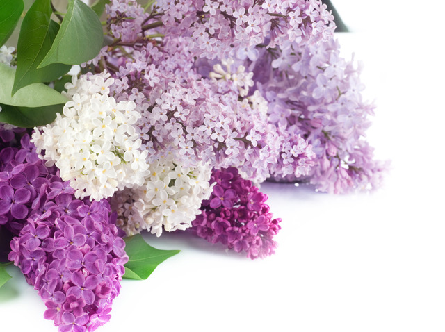lilac2.jpeg