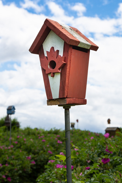 O CANADA!  Thank you.