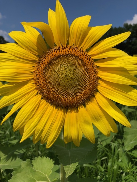 sunflower OPENER.jpeg