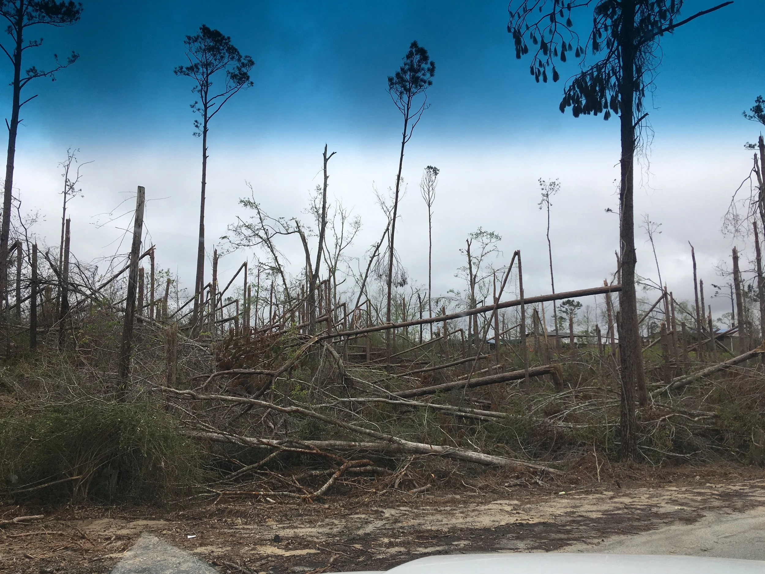 This once lush forest was leveled by Hurricane Michael.