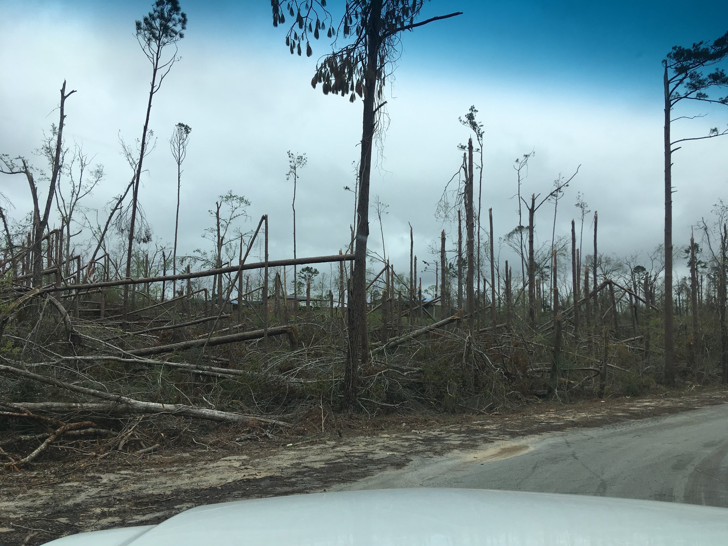 Another view of a forest devastated by Hurricane Michael.