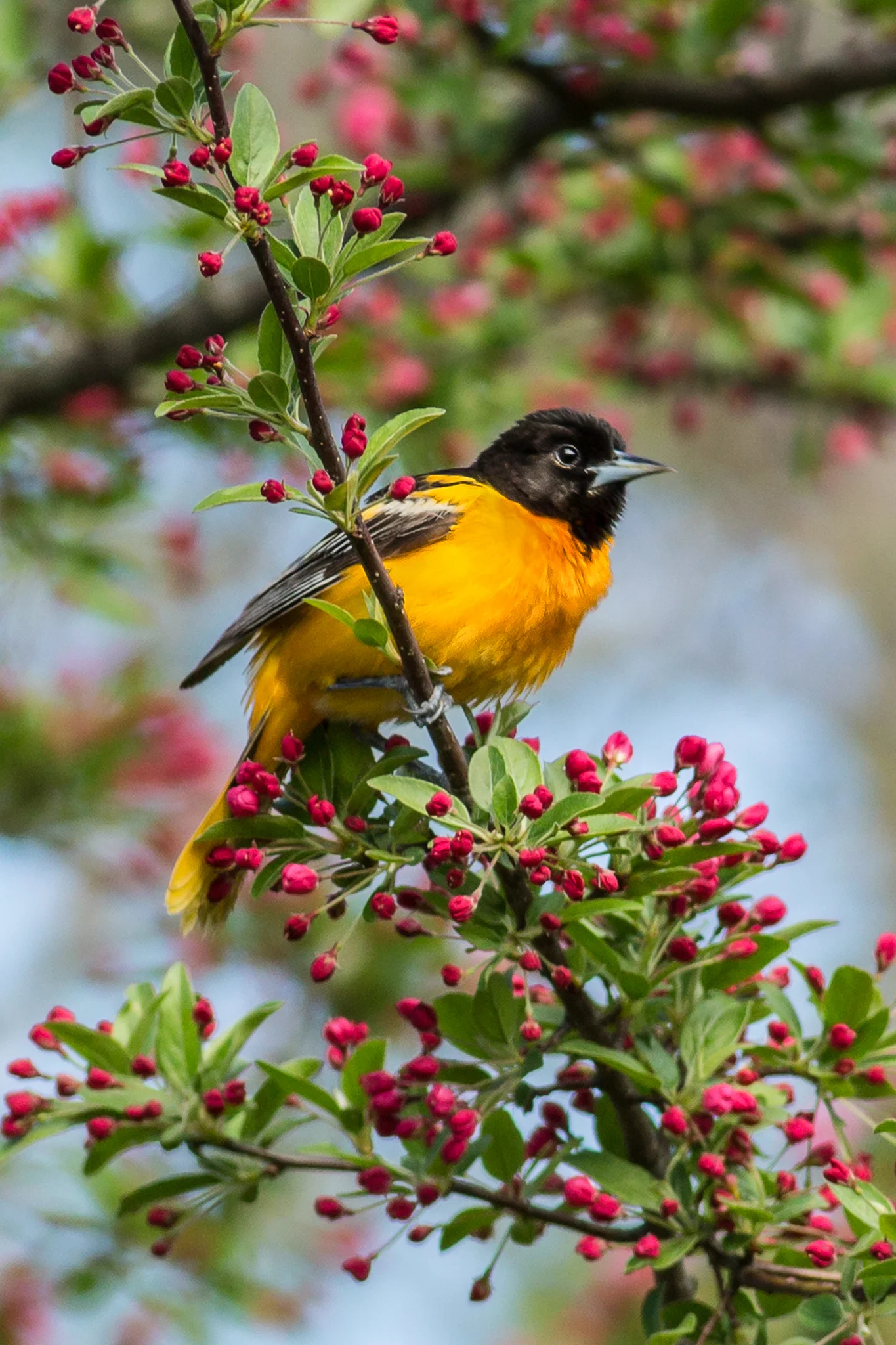 Ted_Oriole-2.jpg