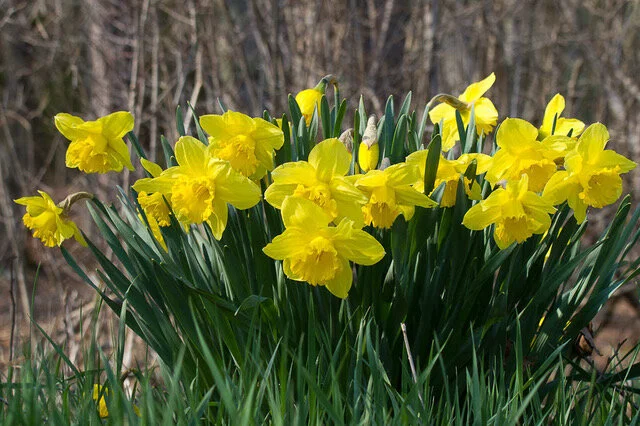 AUNT ROSY'S DAFFODILS 