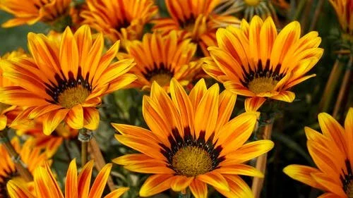 HOE ... HOE ... HOE!