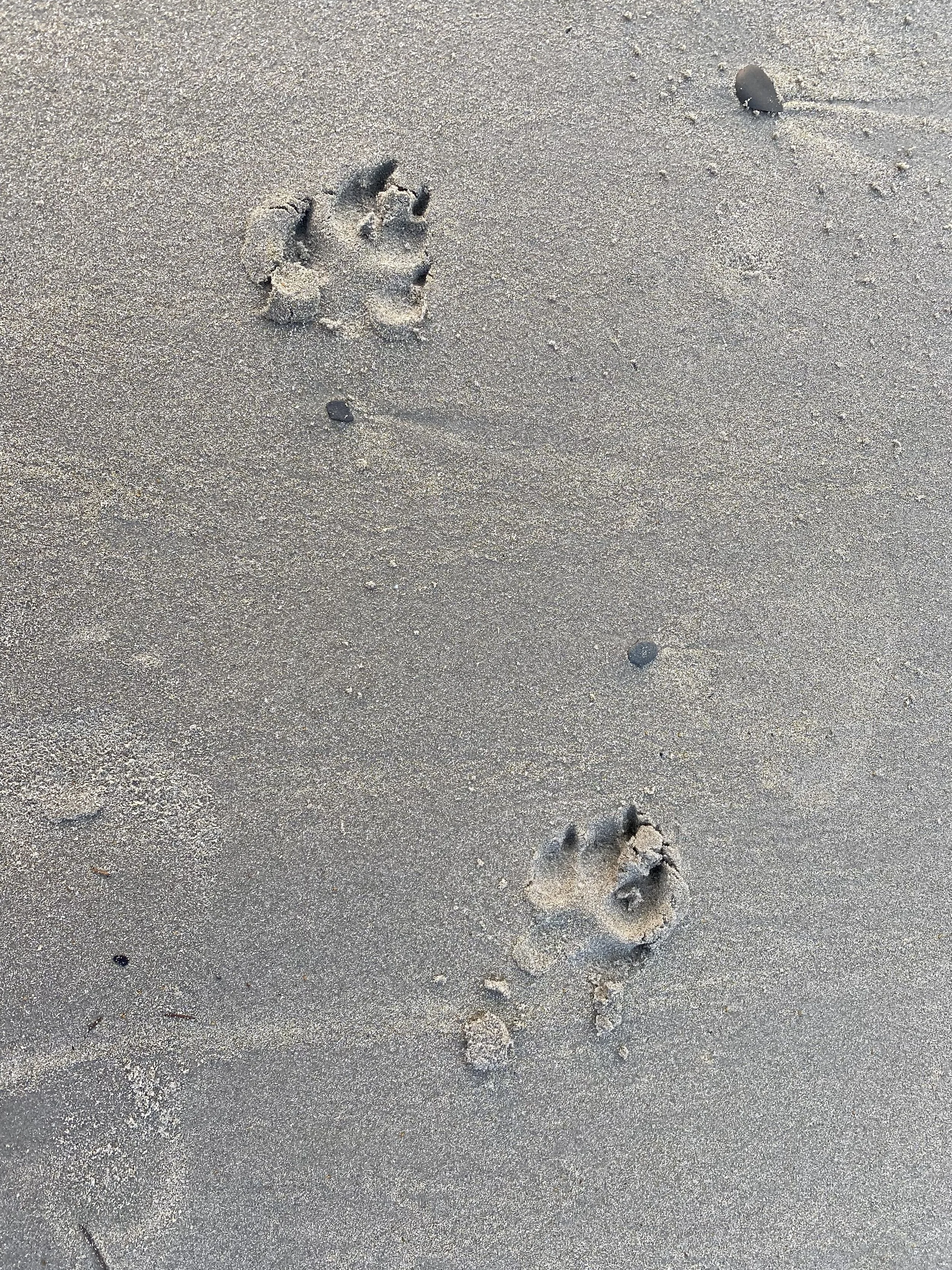 SUNRISE AT THE BEACH