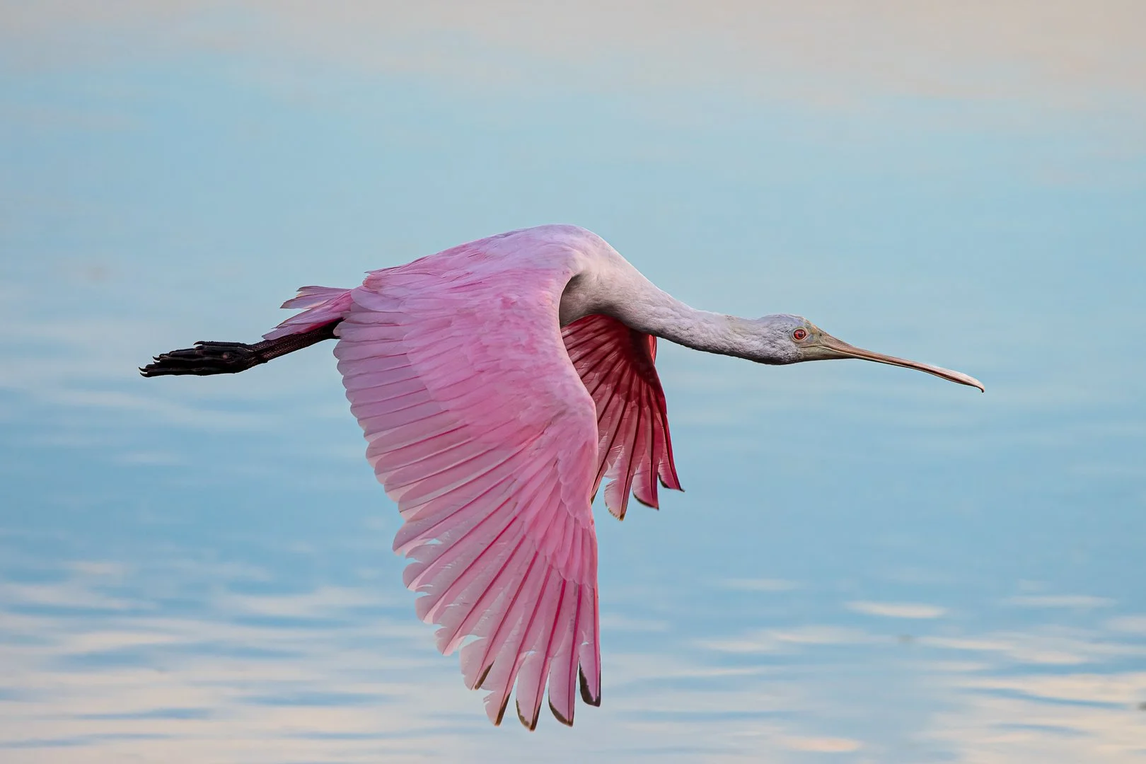 A MAINE BIRDWATCHER IN FLORIDA